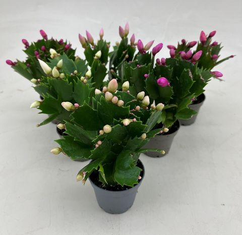 Schlumbergera MIX