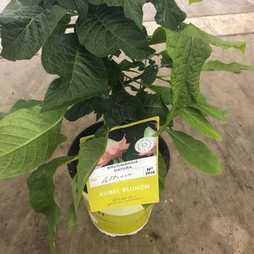 Brugmansia PINK