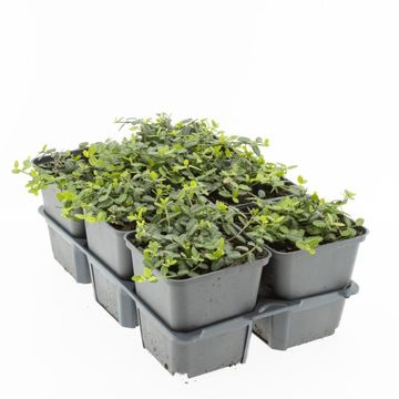 Euonymus fortunei 'Minimus'