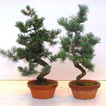 Pinus parviflora pentaphylla