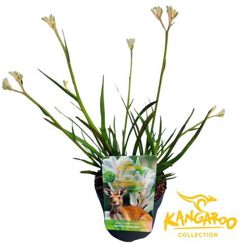 Anigozanthos 'White Diamond'