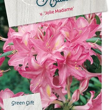 Rhododendron 'Jolie Madame' (AV)