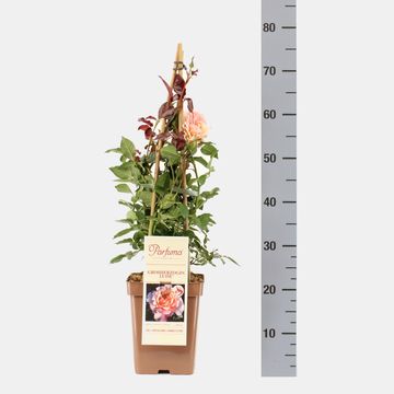 Rosa 'Großherzogin Luise'