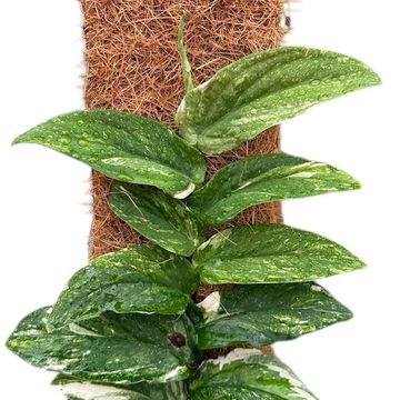 Rhaphidophora korthalsii 'Variegata'