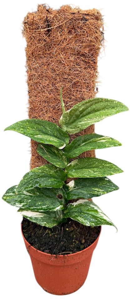 Rhaphidophora korthalsii 'Variegata'