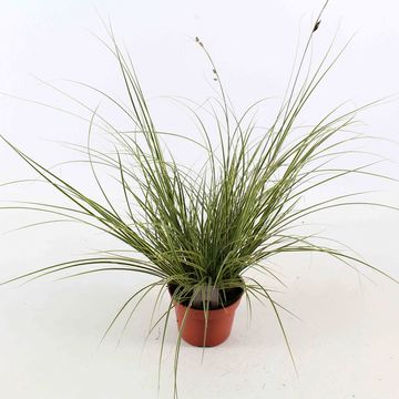 Carex brunnea 'Jubilo'