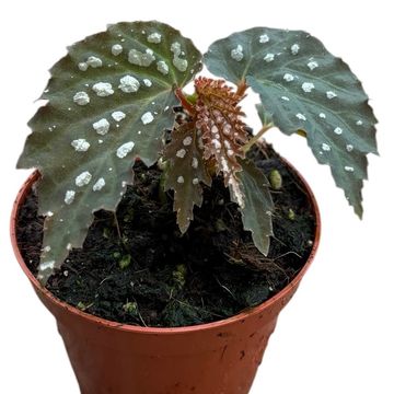 Begonia 'Snow Leopard'