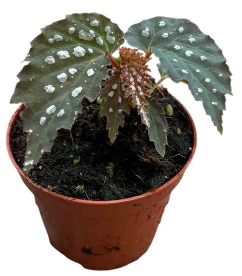 Begonia 'Snow Leopard'
