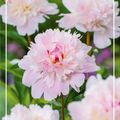 Paeonia 'Peche'