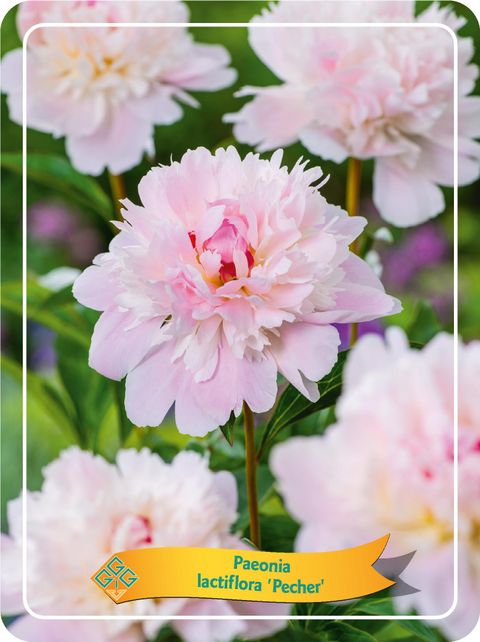 Paeonia 'Peche'