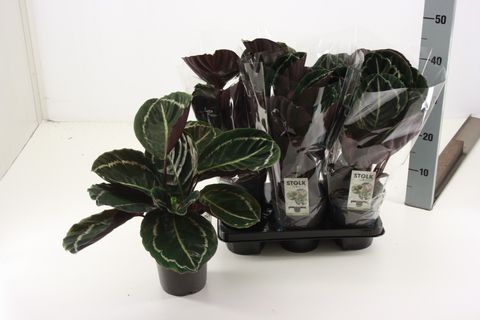 Calathea roseopicta