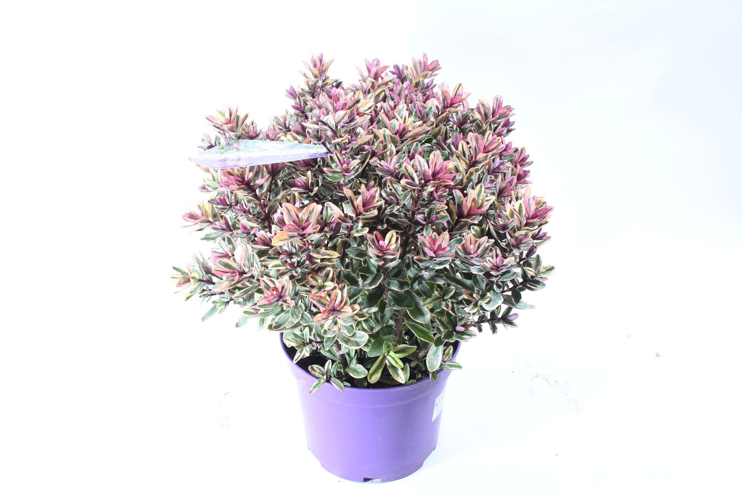 Hebe 'Tricolor' — Plant Wholesale FlorAccess