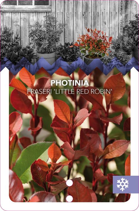Photinia x fraseri 'Little Red Robin'