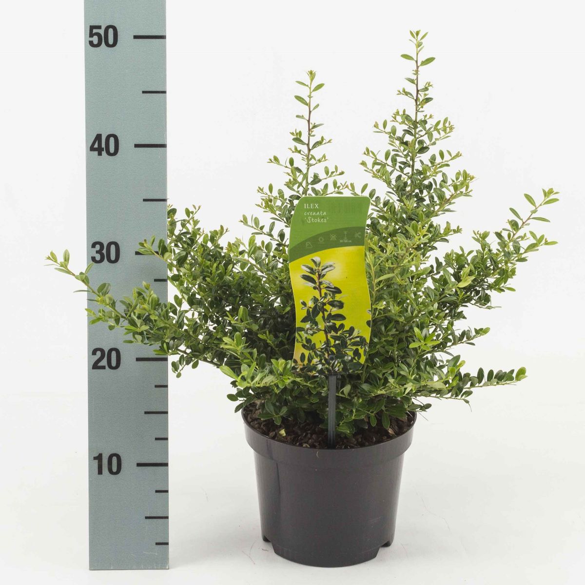 Ilex crenata 'Stokes' — Mayorista de plantas FlorAccess