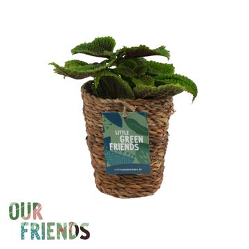 Pilea mollis 'Moon Valley'