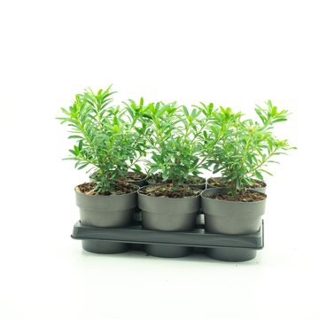 Daphne x transatlantica ETERNAL FRAGRANCE