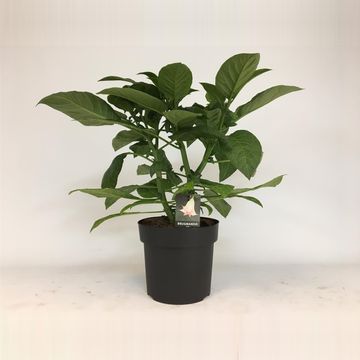 Brugmansia BUSH PINK