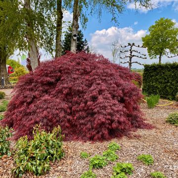 Acer palmatum 'Garnet'