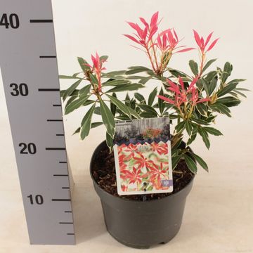 Pieris 'Flaming Silver'