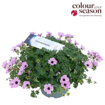 Geranium cinereum 'Ballerina'