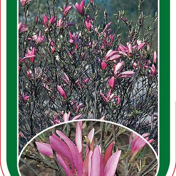 Magnolia 'Susan'