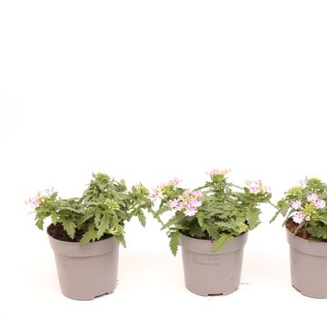 Verbena VEGAS DEEP VIOLET