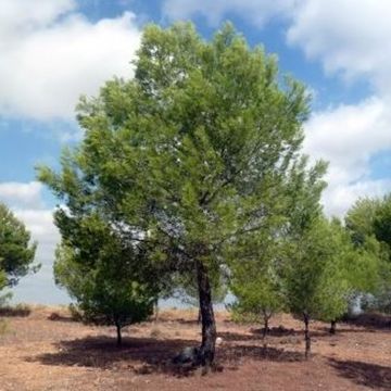 Pinus halepensis