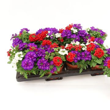Verbena MIX IN POT