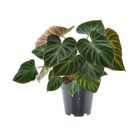 Philodendron verrucosum 'Incensi'