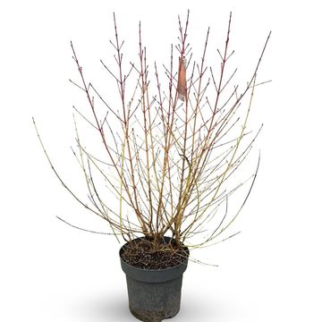 Cornus sanguinea 'Midwinter Fire'