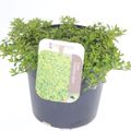 Thymus x citriodorus 'Ауреус'