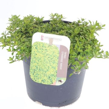 Thymus x citriodorus 'Ауреус'