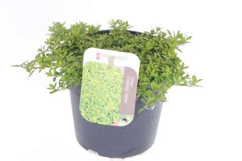 Thymus x citriodorus 'Aureus'