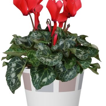 Cyclamen persicum SUPER SERIE S ALLURE MIX