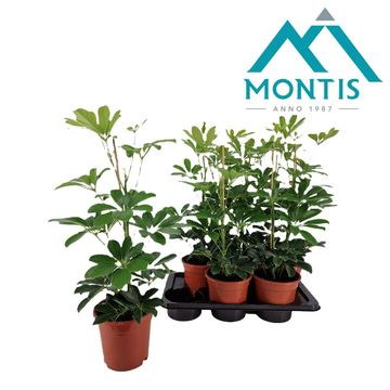 Schefflera arboricola 'Compacta'