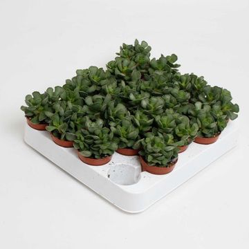 Adromischus cristatus
