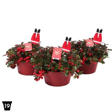 Gaultheria procumbens BIG BERRY