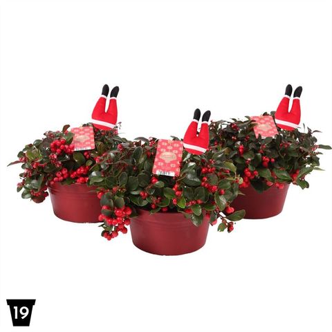 Gaultheria procumbens BIG BERRY