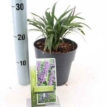 Liriope muscari 'Ingwersen'