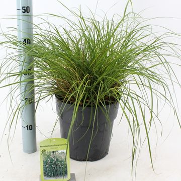 Pennisetum alopecuroides 'Hameln'