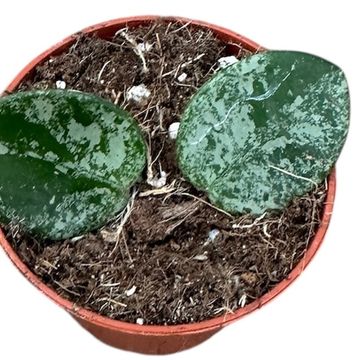 Hoya 'Mathilde Splash'