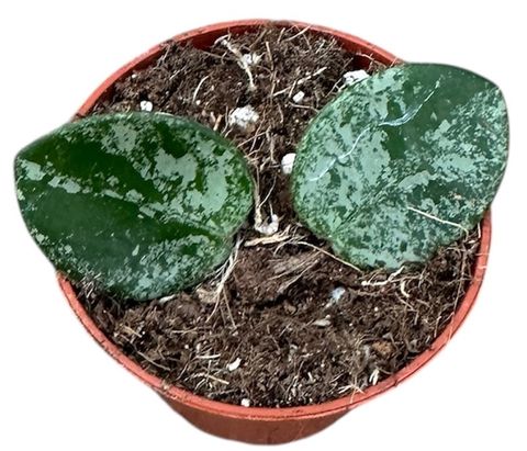 Hoya 'Mathilde Splash'