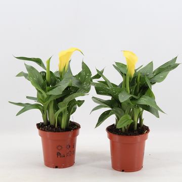 Zantedeschia 'Sunclub'