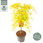 Acer palmatum CASCADE GOLD