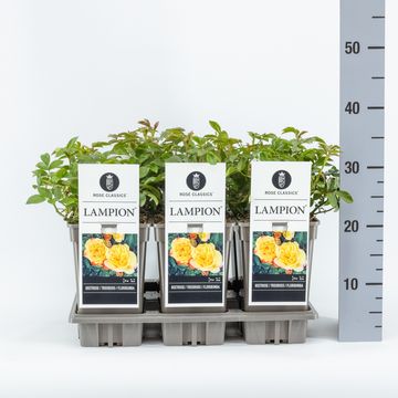 Роза LAMPION