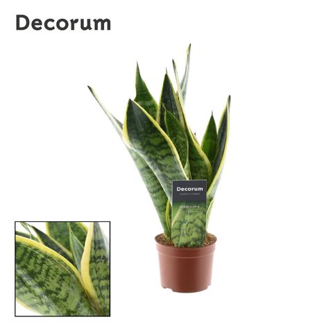 Sansevieria trifasciata 'Futura Superba'