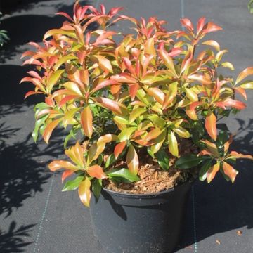 Pieris japonica 'Red Mill'