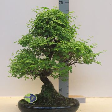 Ligustrum sinense