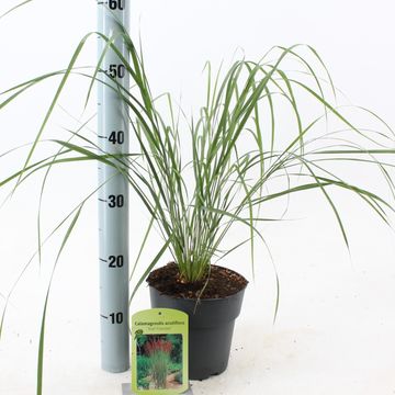 Calamagrostis x acutiflora 'Karl Foerster'