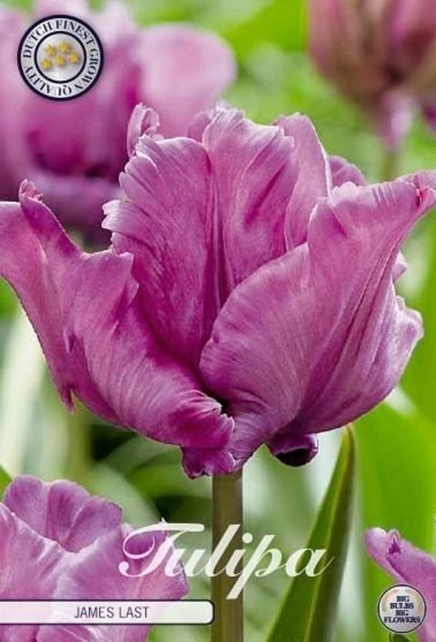 Tulipa 'James Last'